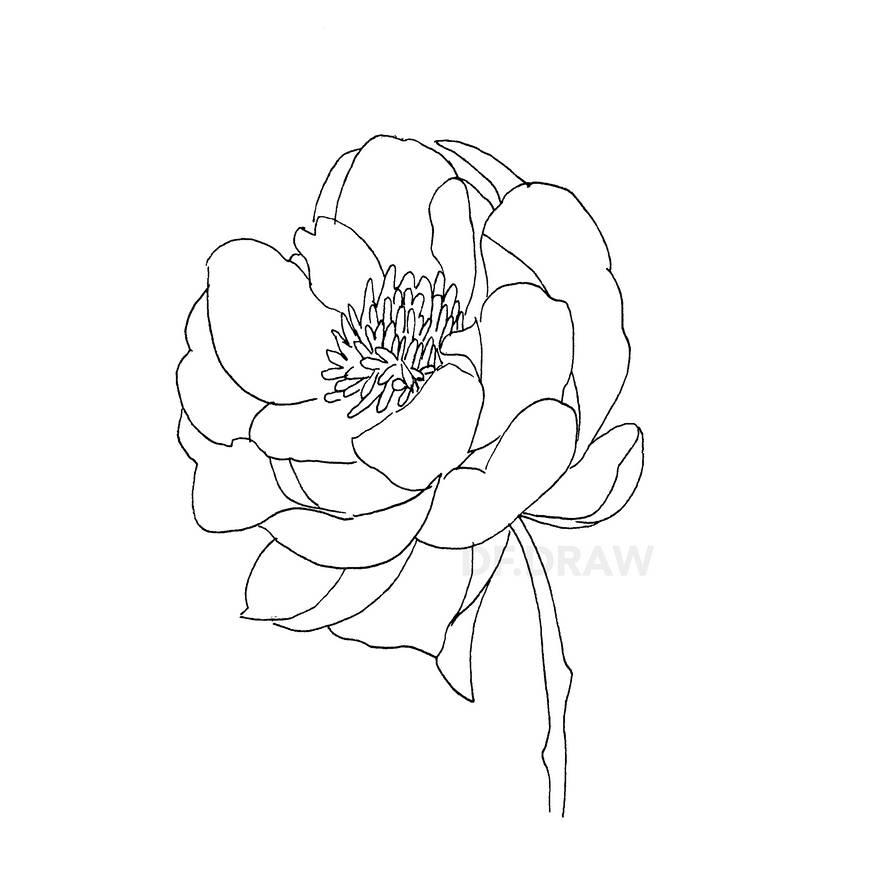 Abstract Peony Line Work Peony (lines) by dfang21 on DeviantArt