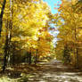 country road in autumn