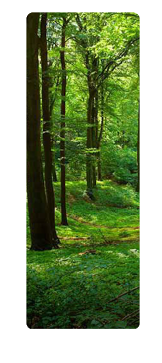Forest Divider f2u by Ayy-OwO on DeviantArt