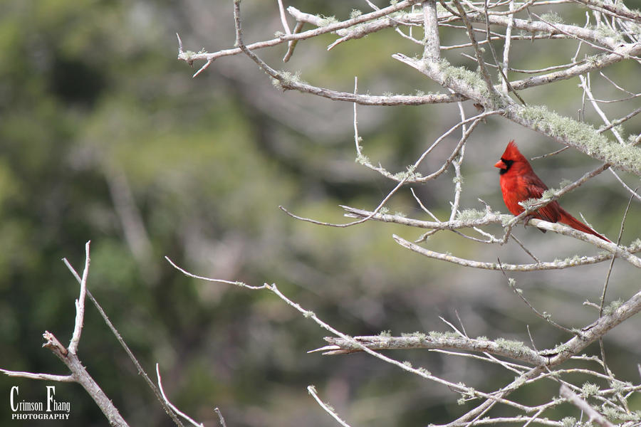 Cardinal