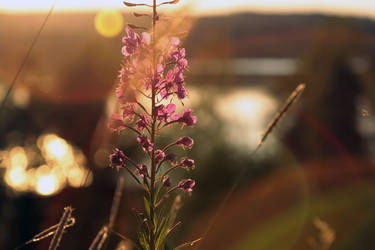 Sunset in Halsingland, Sweden