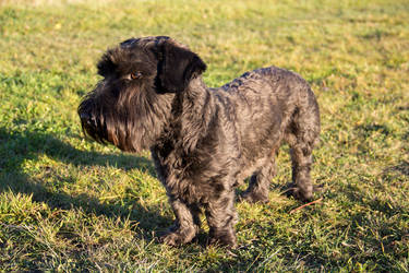 Ceskyterrier Sune