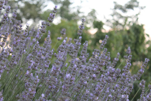 lavanda