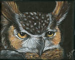 Great Horned Owl by rockpainter