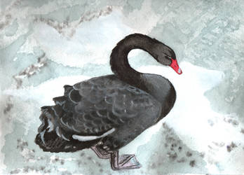 Swan On Ice