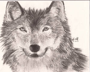 Wolfie