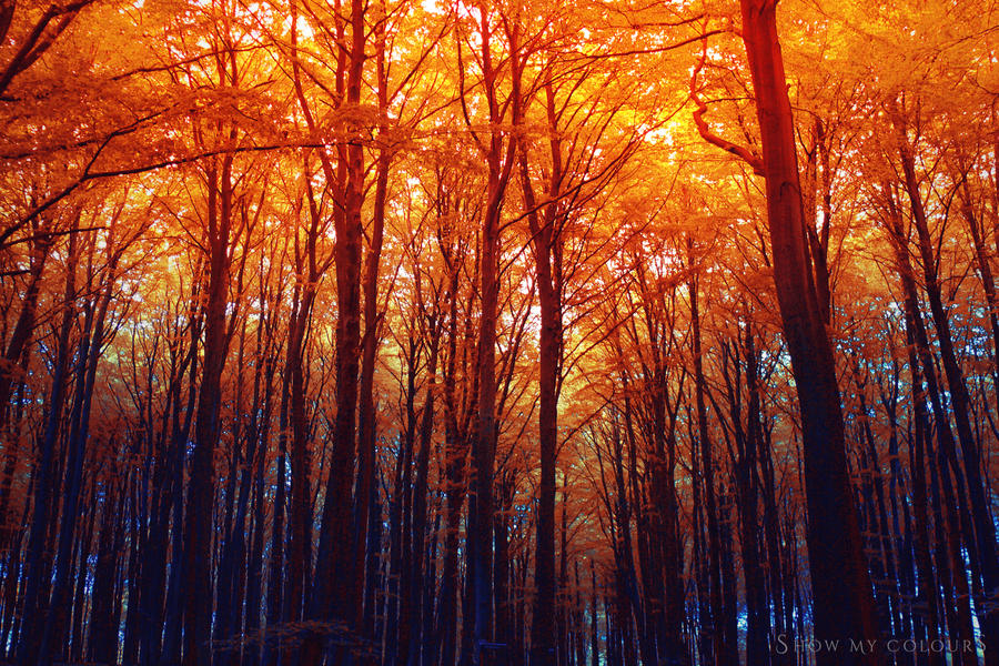 Burning Autumn by ShowMyColours Burning Autumn by ShowMyColours