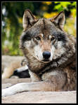wolf by bundestaag