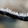 Frost Crystals