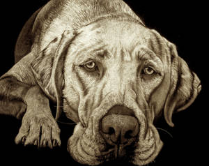 Labrador portrait