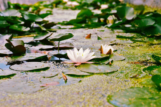 Flower on the pond