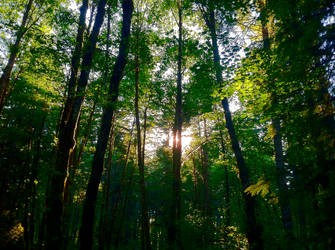 Tall trees and sun