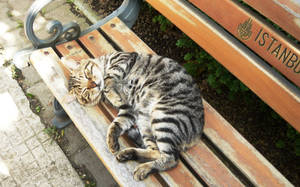 cat in istanbul university