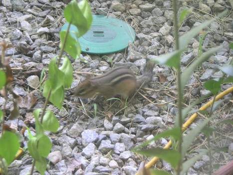 Chipmunk on gravel