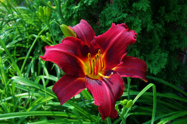 HDR Red Daylily 2