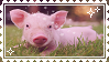 Pig Stamp