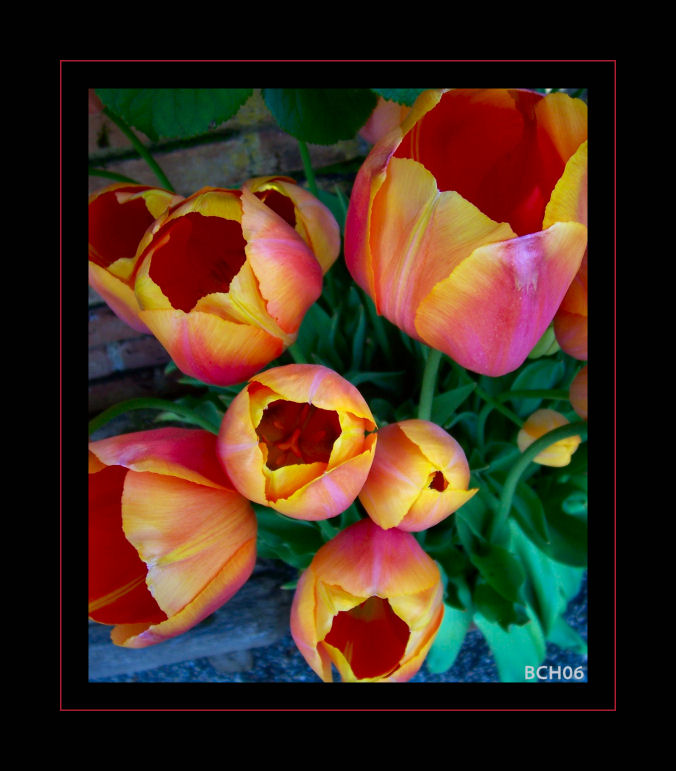 Filoli tulips