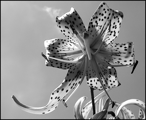 Tiger Lily in Black and White