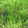 grass