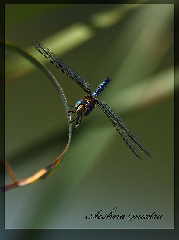 Migrant Hawker Dragonfly (male)