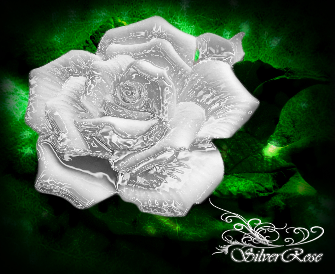 Silver Rose