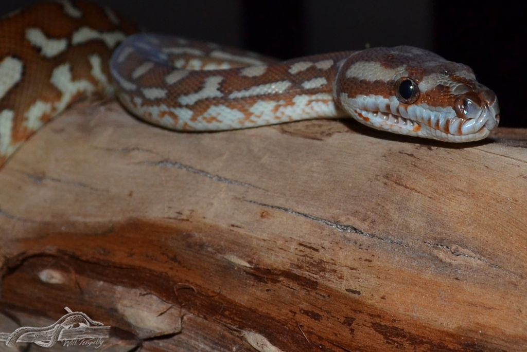 Bredli Python Size Bredli Carpet Python by AustralianReptiles on DeviantArt