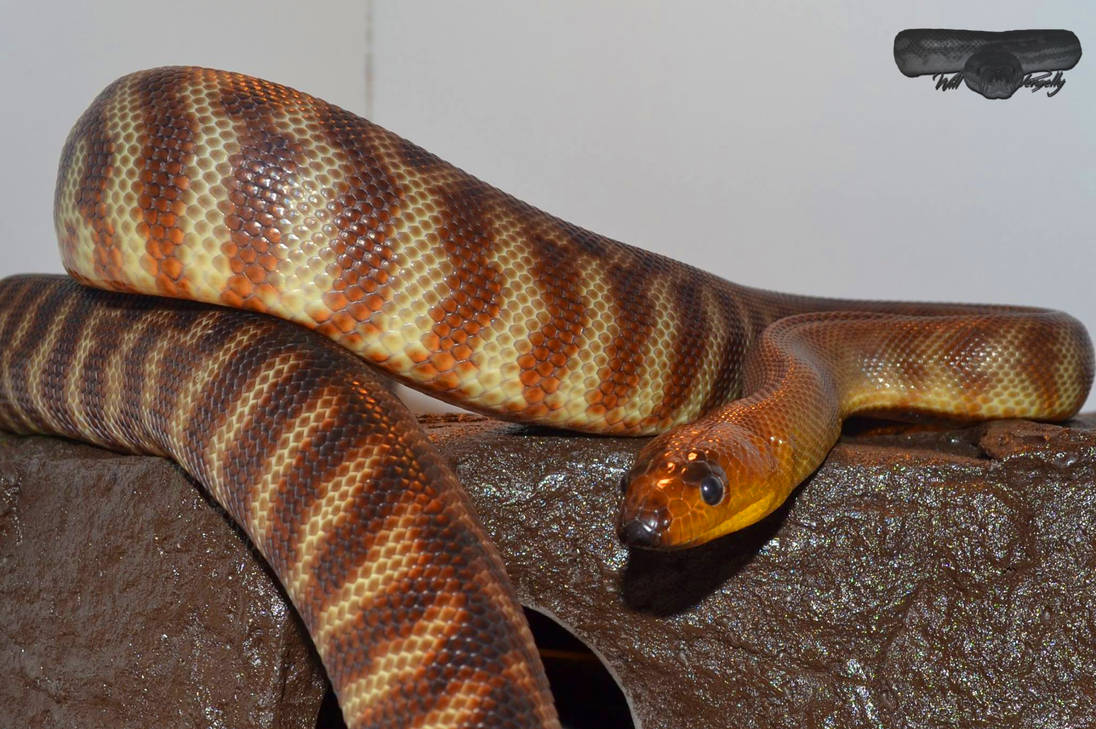 Woma Python by AustralianReptiles on DeviantArt