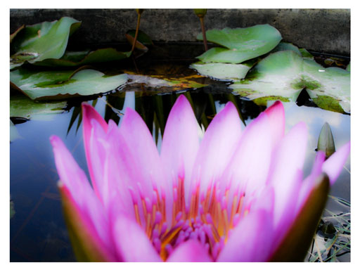 lotus pink