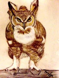 Owl