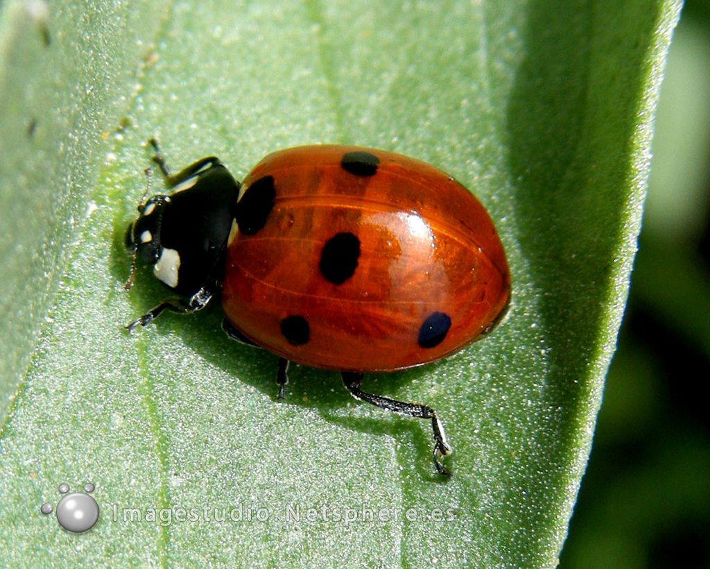 Ladybug by netsphereimagestudio on DeviantArt