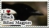 I love Black-Billed Magpies