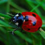 Ladybird