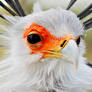 secretary bird