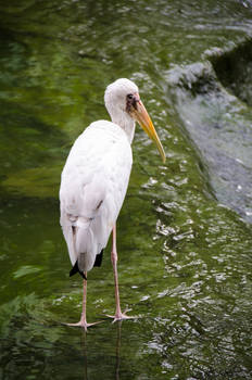 Yellow- Billed Stock