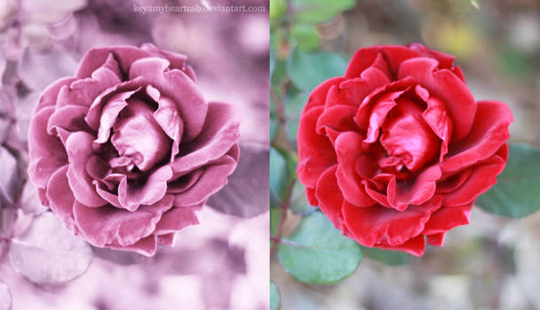 A Single Rose Before and After Versions