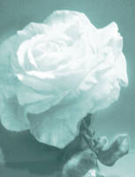 Faded blue rose