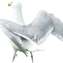 Seagull2