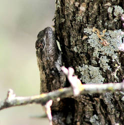 Mesquite Lizard 1