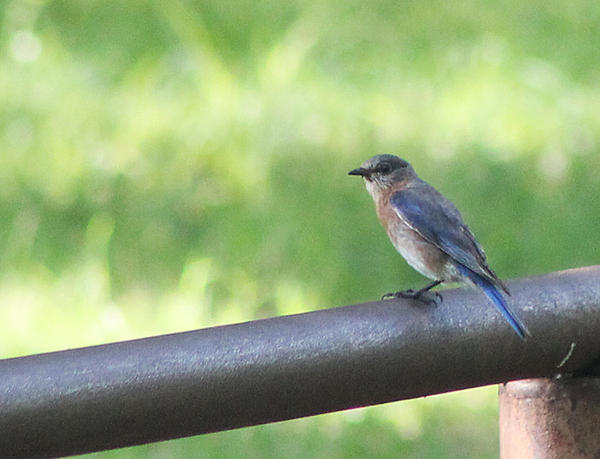 Eastern Bluebird 3