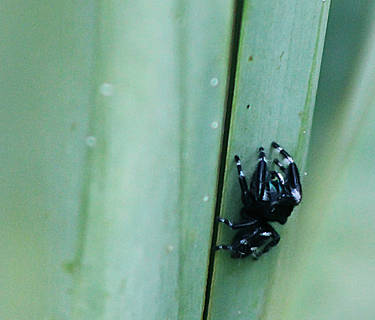 Black and White Jumping Spider