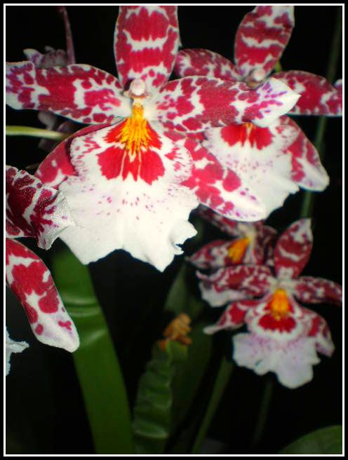 Orchid