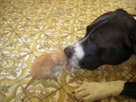 Pit Bull and Baby Kitten