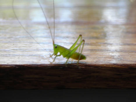 Lil' Grasshoppa
