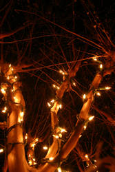 tree-lights