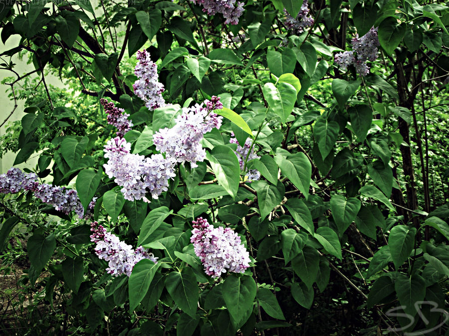 Zoo Flowers