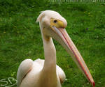 White Pelican by SweetButtermilk