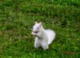 White Squirrel in Back Yard