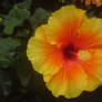 Hibiscus