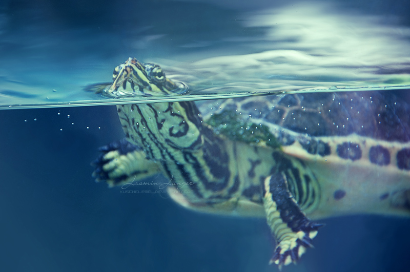 Sea Turtle