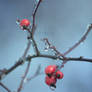 Rose Hips on Ice